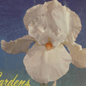 Screen Shot 2017-05-28 at 6.31.18 PM